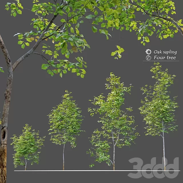 PLANTS – TREE – 3D MODELS – FREE DOWNLOAD – 17453