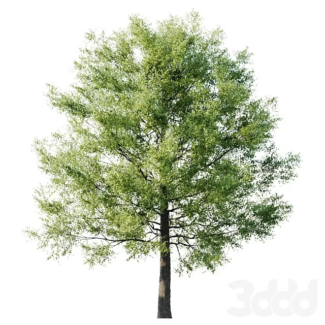 PLANTS – TREE – 3D MODELS – FREE DOWNLOAD – 17455