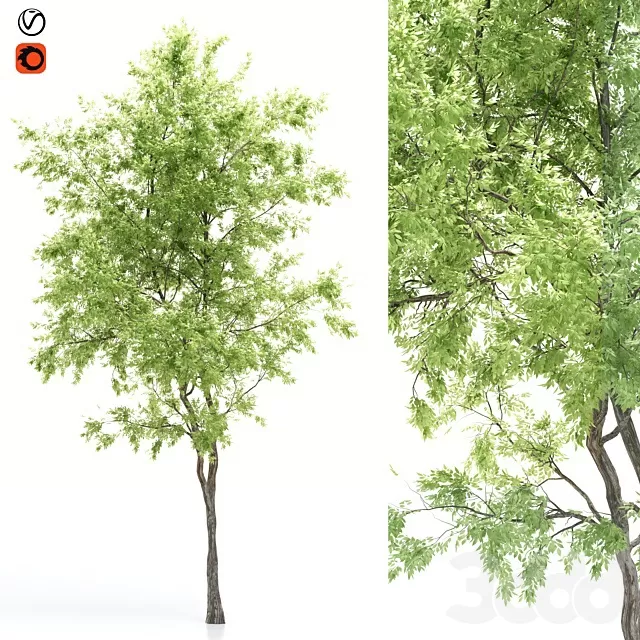 PLANTS – TREE – 3D MODELS – FREE DOWNLOAD – 17458