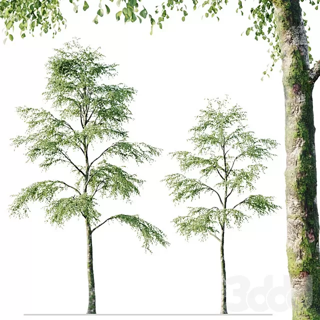 PLANTS – TREE – 3D MODELS – FREE DOWNLOAD – 17459
