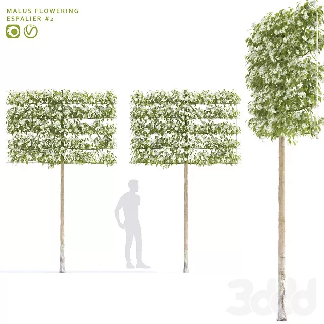 PLANTS – TREE – 3D MODELS – FREE DOWNLOAD – 17462