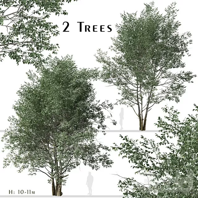 PLANTS – TREE – 3D MODELS – FREE DOWNLOAD – 17465