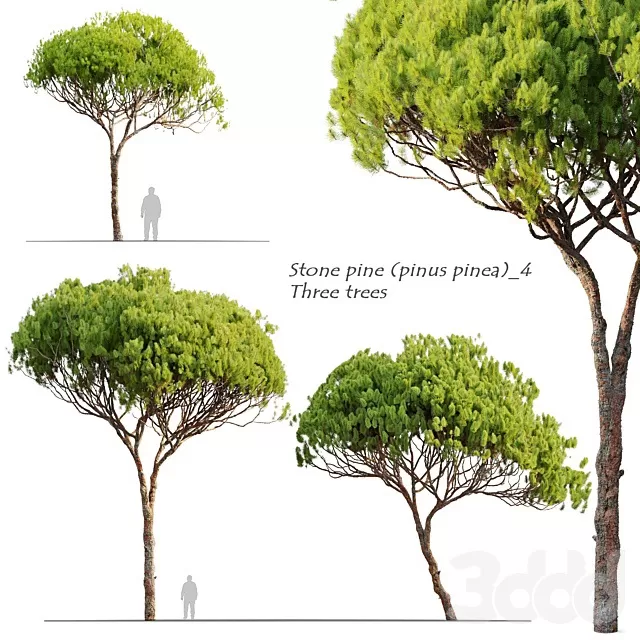 PLANTS – TREE – 3D MODELS – FREE DOWNLOAD – 17466