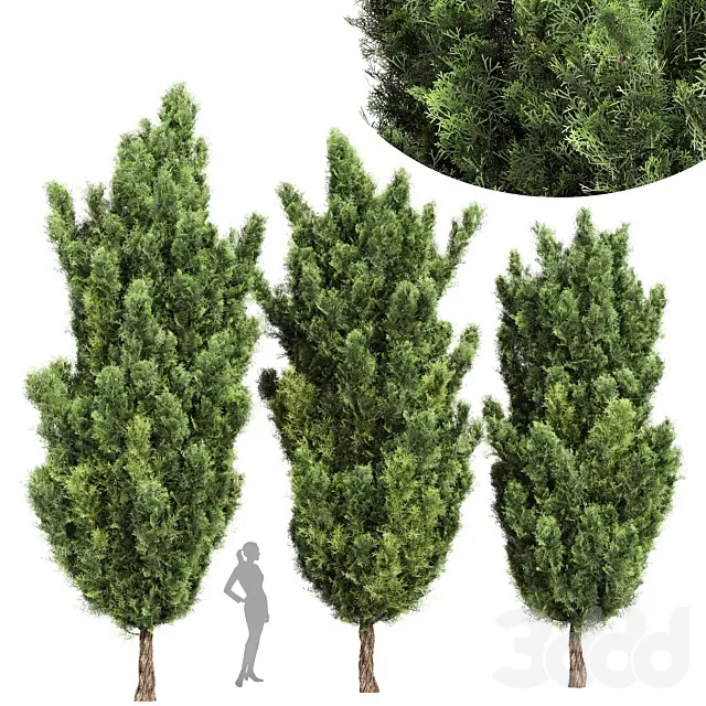 PLANTS – TREE – 3D MODELS – FREE DOWNLOAD – 17467