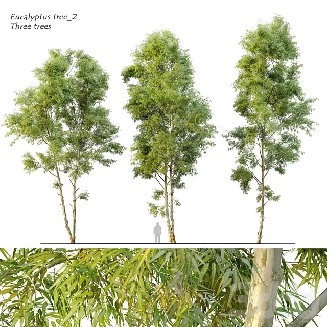 PLANTS – TREE – 3D MODELS – FREE DOWNLOAD – 17468