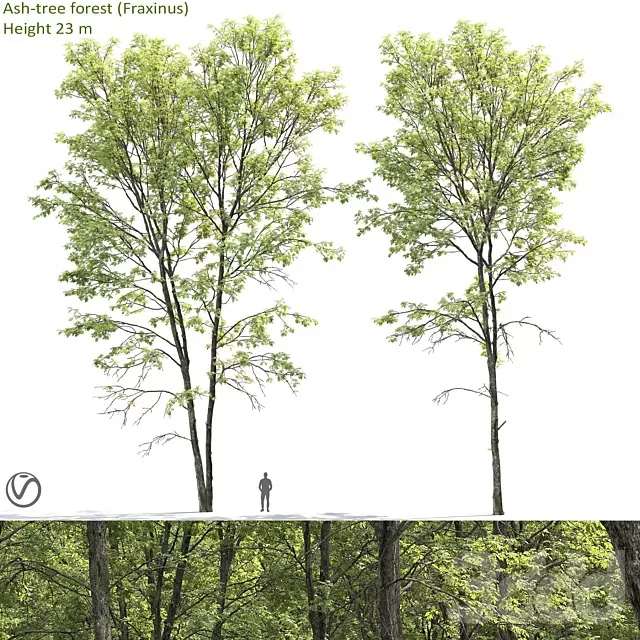 PLANTS – TREE – 3D MODELS – FREE DOWNLOAD – 17469