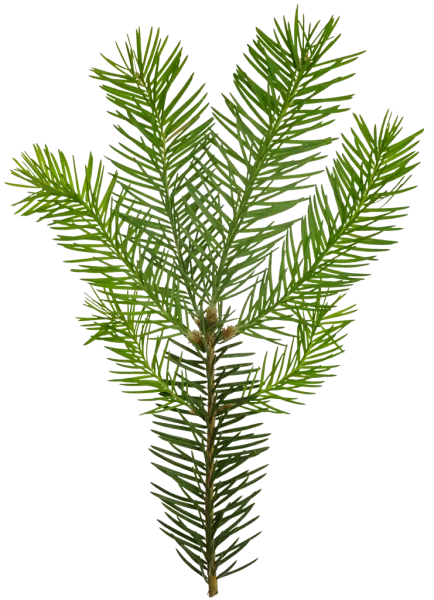 PBR TEXTURES – FULL OPTION – Branch Conifer – 026 PBR TEXTURES – FULL OPTION – Branch Conifer – 026