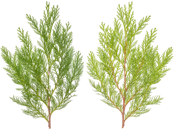 PBR TEXTURES – FULL OPTION – Branch Conifer – 028 PBR TEXTURES – FULL OPTION – Branch Conifer – 028