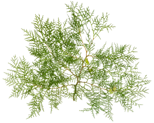 PBR TEXTURES – FULL OPTION – Branch Conifer – 029 PBR TEXTURES – FULL OPTION – Branch Conifer – 029