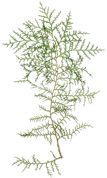 PBR TEXTURES – FULL OPTION – Branch Conifer – 030 PBR TEXTURES – FULL OPTION – Branch Conifer – 030