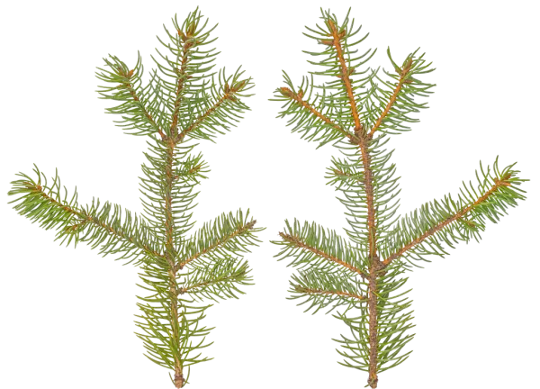 PBR TEXTURES – FULL OPTION – Branch Conifer – 031 PBR TEXTURES – FULL OPTION – Branch Conifer – 031