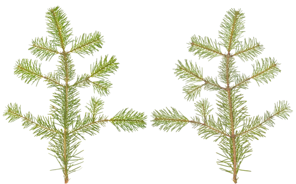 PBR TEXTURES – FULL OPTION – Branch Conifer – 032 PBR TEXTURES – FULL OPTION – Branch Conifer – 032