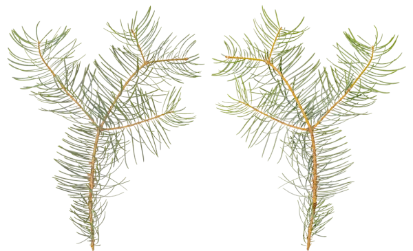 PBR TEXTURES – FULL OPTION – Branch Conifer – 033 PBR TEXTURES – FULL OPTION – Branch Conifer – 033