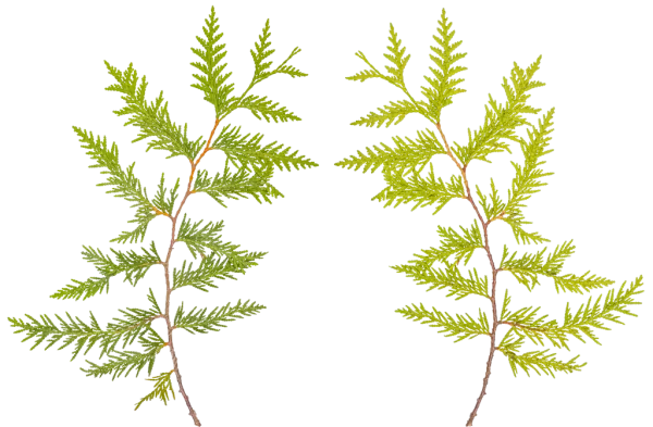 PBR TEXTURES – FULL OPTION – Branch Conifer – 034 PBR TEXTURES – FULL OPTION – Branch Conifer – 034