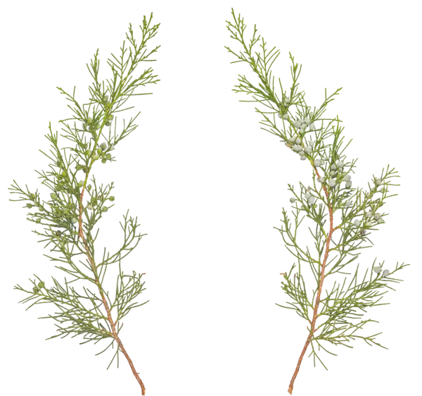 PBR TEXTURES – FULL OPTION – Branch Conifer – 035 PBR TEXTURES – FULL OPTION – Branch Conifer – 035