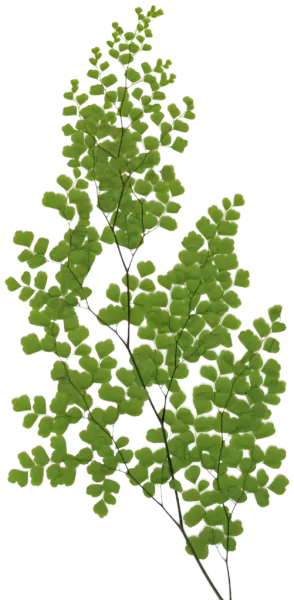 PBR TEXTURES – FULL OPTION – Branch Large – 036 PBR TEXTURES – FULL OPTION – Branch Large – 036