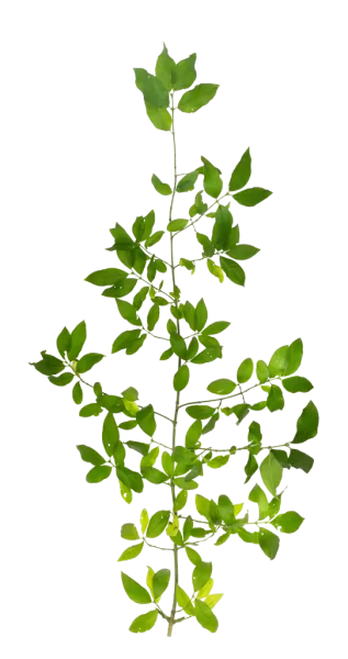 PBR TEXTURES – FULL OPTION – Branch Large – 037 PBR TEXTURES – FULL OPTION – Branch Large – 037