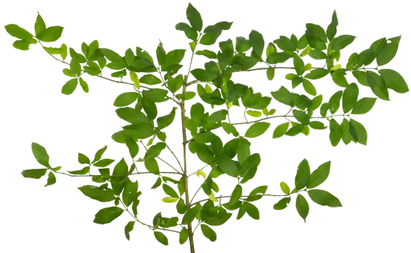 PBR TEXTURES – FULL OPTION – Branch Large – 038 PBR TEXTURES – FULL OPTION – Branch Large – 038