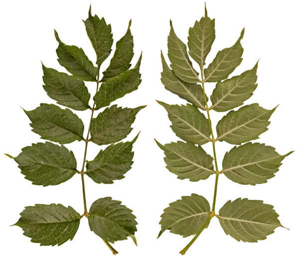 PBR TEXTURES – FULL OPTION – Branch Medium – 039 PBR TEXTURES – FULL OPTION – Branch Medium – 039