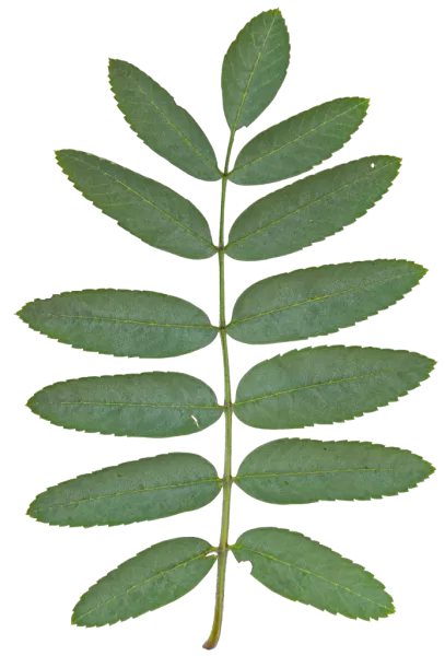 PBR TEXTURES – FULL OPTION – Branch Medium – 040 PBR TEXTURES – FULL OPTION – Branch Medium – 040