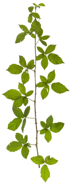 PBR TEXTURES – FULL OPTION – Branch Medium – 041 PBR TEXTURES – FULL OPTION – Branch Medium – 041