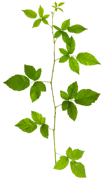 PBR TEXTURES – FULL OPTION – Branch Medium – 042 PBR TEXTURES – FULL OPTION – Branch Medium – 042