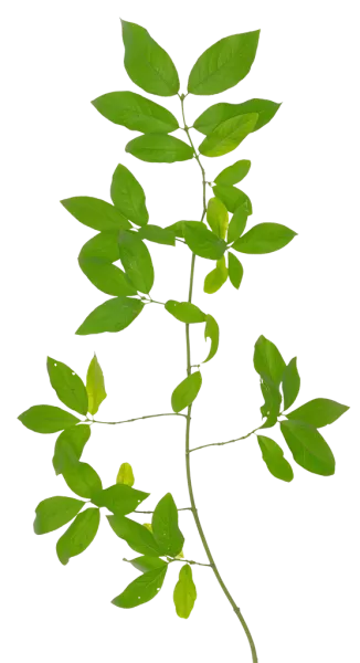 PBR TEXTURES – FULL OPTION – Branch Medium – 043 PBR TEXTURES – FULL OPTION – Branch Medium – 043