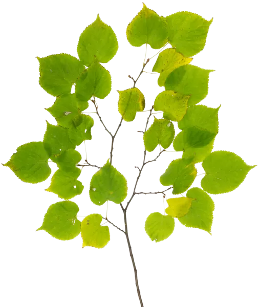 PBR TEXTURES – FULL OPTION – Branch Medium – 044 PBR TEXTURES – FULL OPTION – Branch Medium – 044