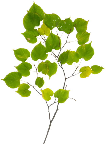 PBR TEXTURES – FULL OPTION – Branch Medium – 045 PBR TEXTURES – FULL OPTION – Branch Medium – 045