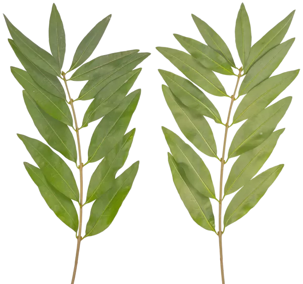 PBR TEXTURES – FULL OPTION – Branch Medium – 046 PBR TEXTURES – FULL OPTION – Branch Medium – 046