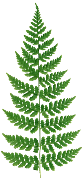 PBR TEXTURES – FULL OPTION – Fern Branch – 458 PBR TEXTURES – FULL OPTION – Fern Branch – 458