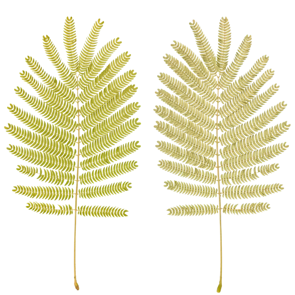 PBR TEXTURES – FULL OPTION – Fern Branch – 459 PBR TEXTURES – FULL OPTION – Fern Branch – 459