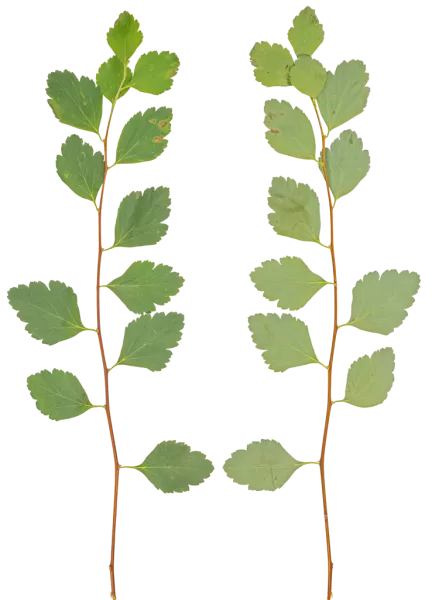 PBR TEXTURES – FULL OPTION – Branch Medium – 047 PBR TEXTURES – FULL OPTION – Branch Medium – 047