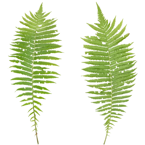 PBR TEXTURES – FULL OPTION – Fern Branch – 462 PBR TEXTURES – FULL OPTION – Fern Branch – 462