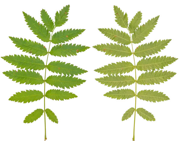 PBR TEXTURES – FULL OPTION – Branch Medium – 048 PBR TEXTURES – FULL OPTION – Branch Medium – 048