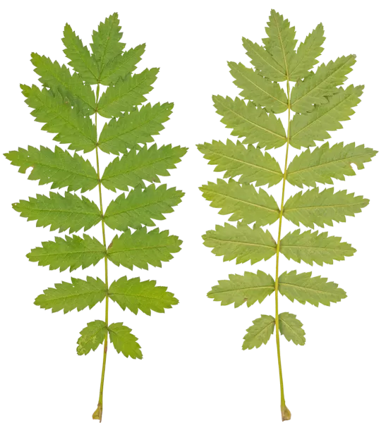 PBR TEXTURES – FULL OPTION – Branch Medium – 049 PBR TEXTURES – FULL OPTION – Branch Medium – 049