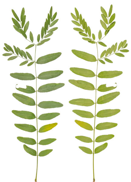 PBR TEXTURES – FULL OPTION – Branch Medium – 050 PBR TEXTURES – FULL OPTION – Branch Medium – 050