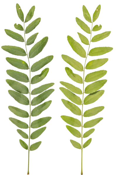 PBR TEXTURES – FULL OPTION – Branch Medium – 051 PBR TEXTURES – FULL OPTION – Branch Medium – 051