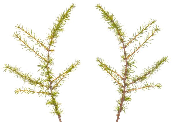 PBR TEXTURES – FULL OPTION – Branch Medium – 052 PBR TEXTURES – FULL OPTION – Branch Medium – 052