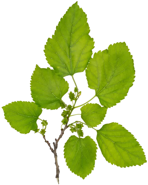 PBR TEXTURES – FULL OPTION – Branch Small – 053 PBR TEXTURES – FULL OPTION – Branch Small – 053