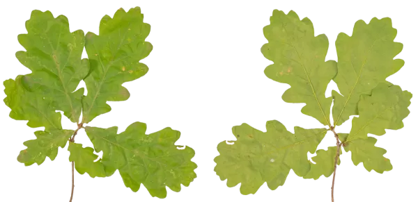 PBR TEXTURES – FULL OPTION – Branch Small – 054 PBR TEXTURES – FULL OPTION – Branch Small – 054