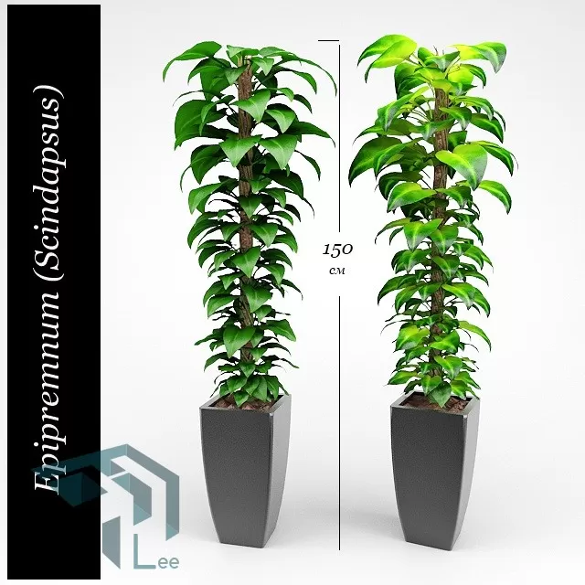 PRO PLANT 3D MODELS – 121