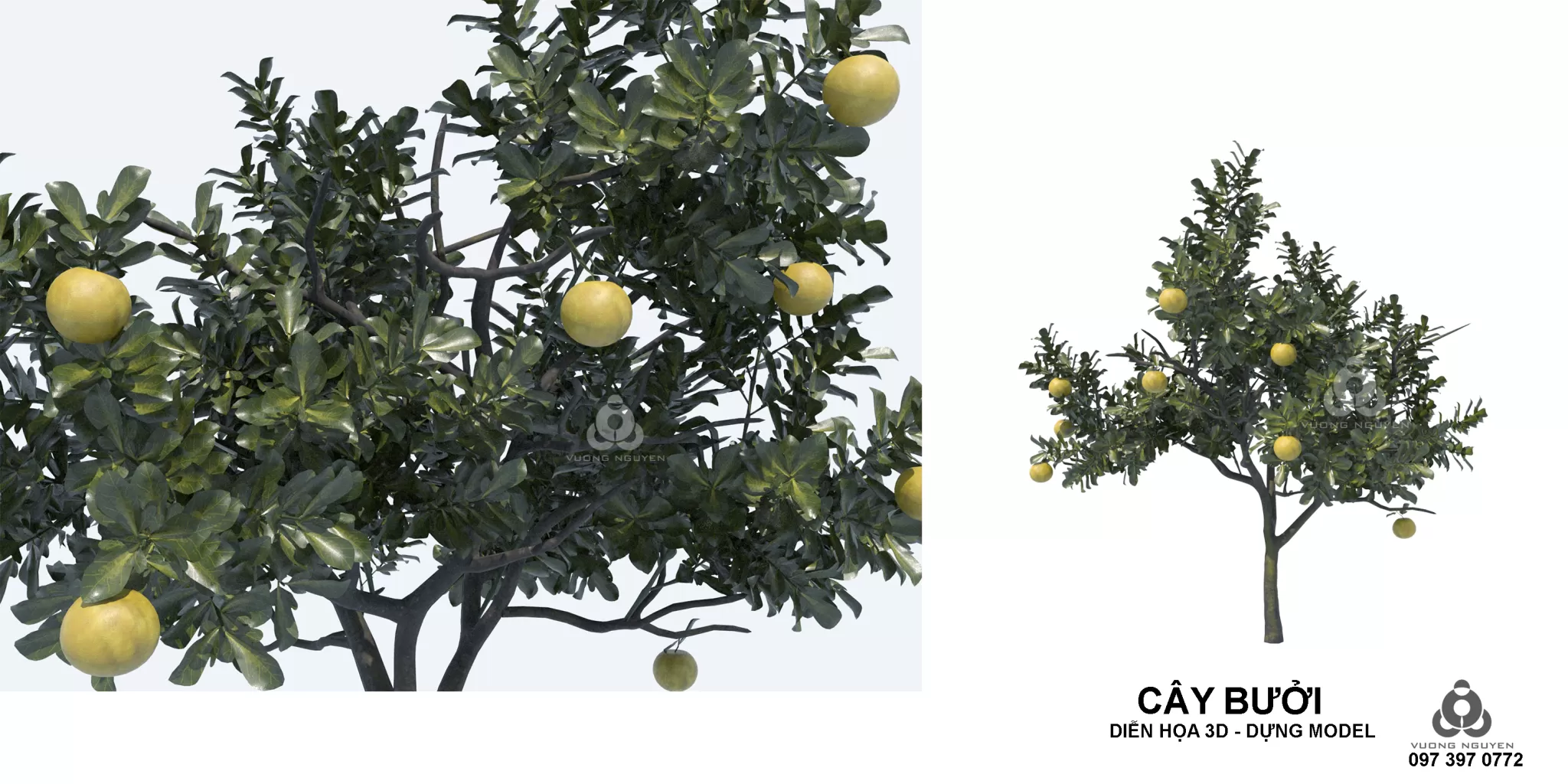 PRO PLANT 3D MODELS – 222