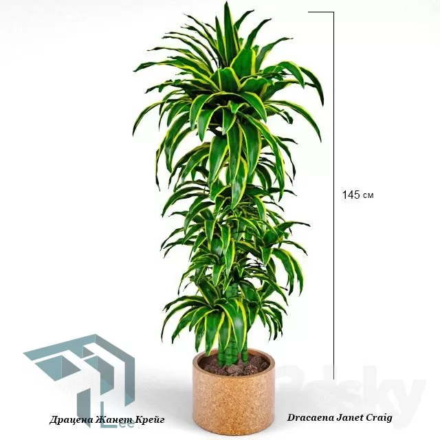 PRO PLANT 3D MODELS – 322