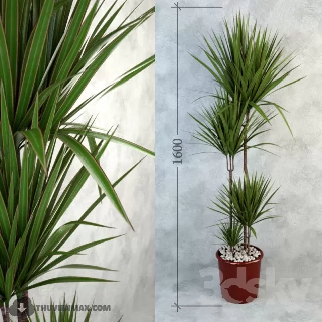 PRO PLANT 3D MODELS – 334