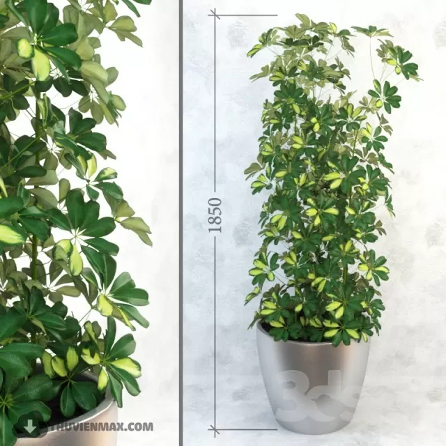 PRO PLANT 3D MODELS – 339