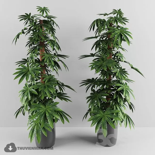 PRO PLANT 3D MODELS – 353