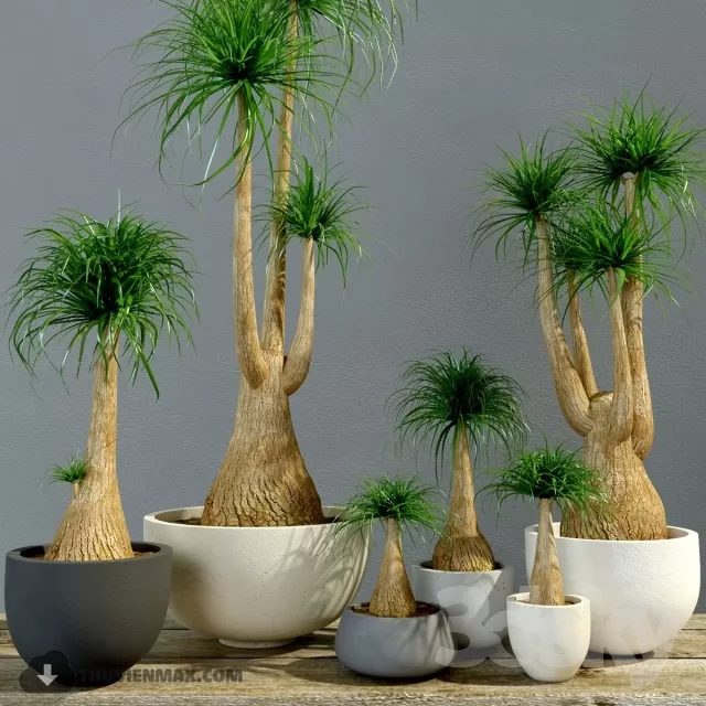 PRO PLANT 3D MODELS – 423