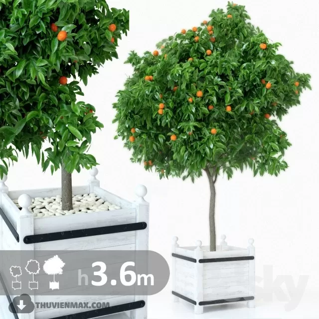 PRO PLANT 3D MODELS – 436