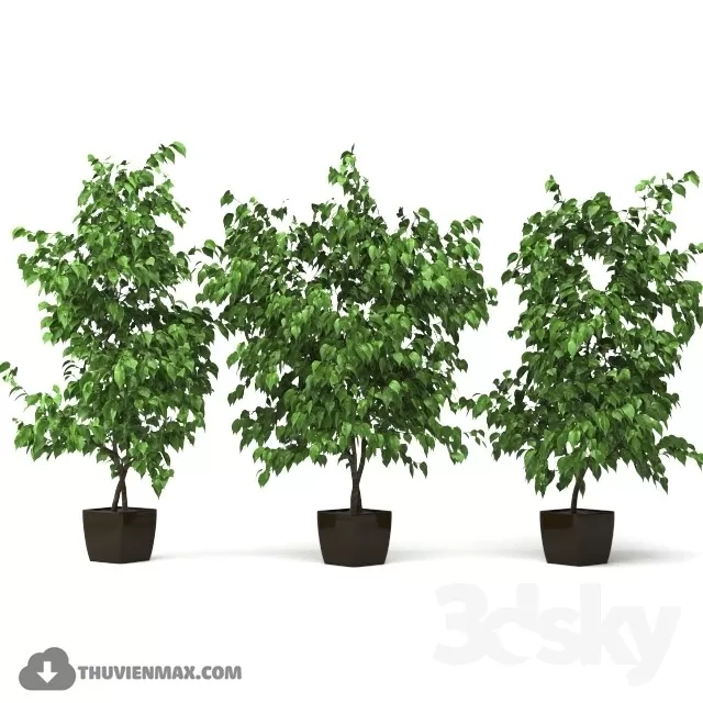 PRO PLANT 3D MODELS – 440